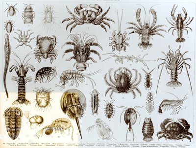 Crustacea and Arachnida by English School